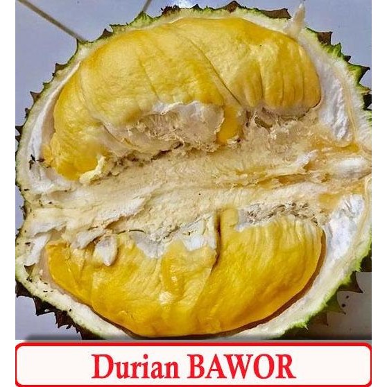

Terlaris Bibit Durian Bawor Kaki 3 Unggul