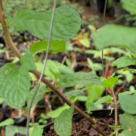 

Terlaris Bibit Tanaman Daun Mint Herbal Tanaman Sudah Jadi Minlcd 1223Ne
