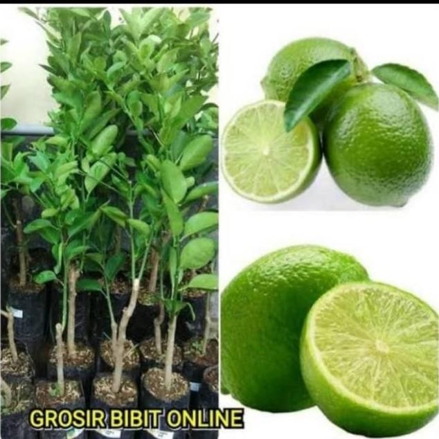 

Terlaris Bibit Jeruk Nipis Jumbo Kualitas Terjamin