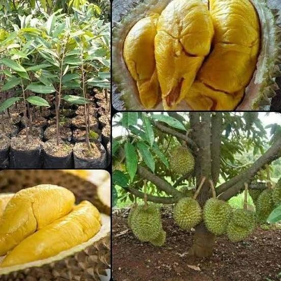 

Terlaris Ready Stock Bibit Durian Musangking Berokulaai Super Cepat Berbuah