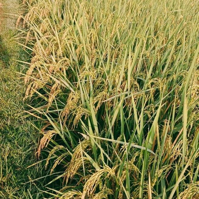 || BANANA / BENIH PADI CIBATU 06 5kg Bobot Mantap ||~~~