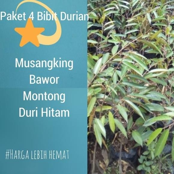 

Terlaris Paket 4 Bibit Durian Musangking-Bawor-Montong-Duri Hitam