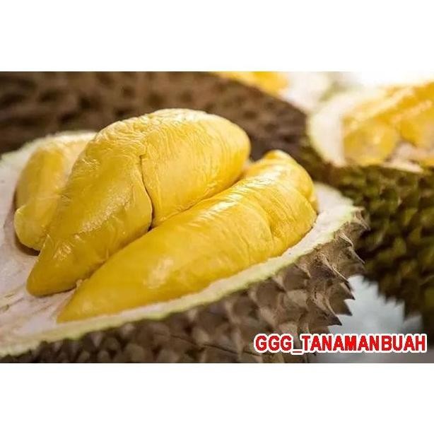

Terlaris Bibit Durian Musangking Kaki 3 Super