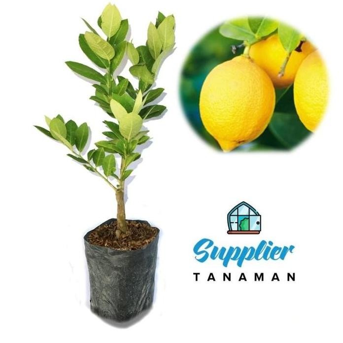 

Terlaris Tanaman Bibit Buah Jeruk Lemon Tea Bonus Daun Mint