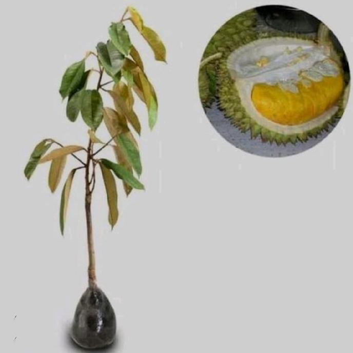 

Terlaris Benih/Bibit Durian(Bibit Durian Montong Cepat Berbuah)