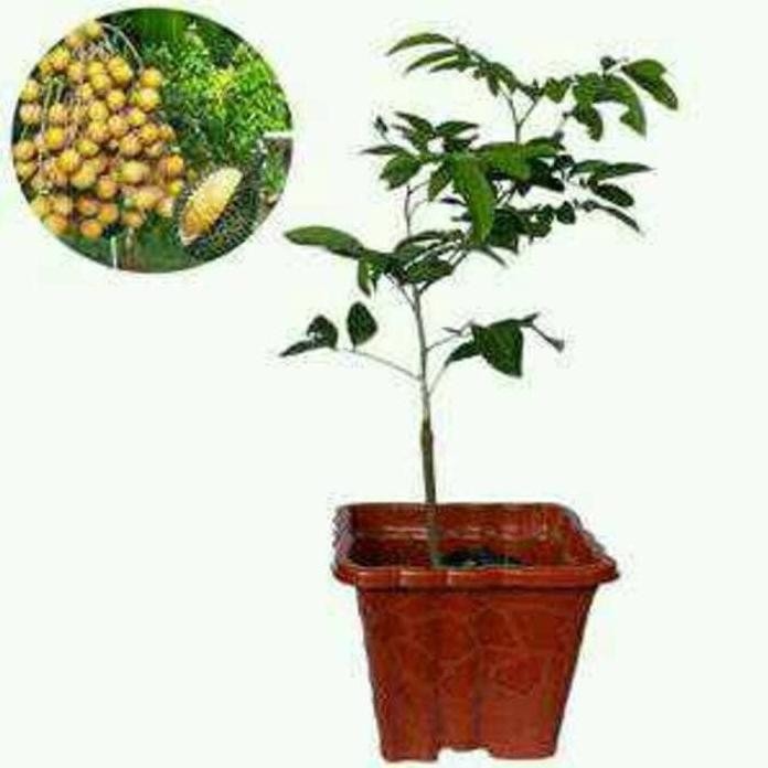 

Terlaris Sedia 2 Bibit Kelengkeng Aroma Durian Bibit / Biji / Benih