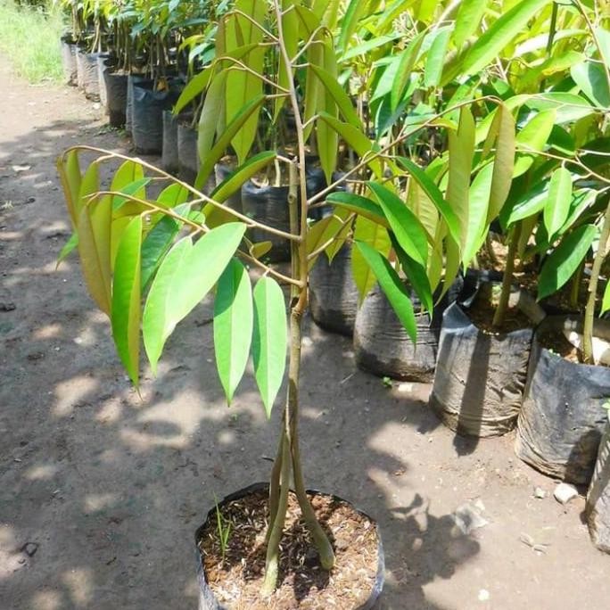 

Terlaris Bibit Buah Durian Musang King Kaki 3 / Musang King Kaki 3 Unggul