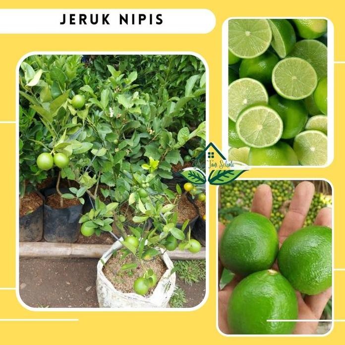 

Terlaris Cod Bibit Pohon Buah Jeruk Nipis Bumbu Dapur Cepat Berbuah Lebat Gts