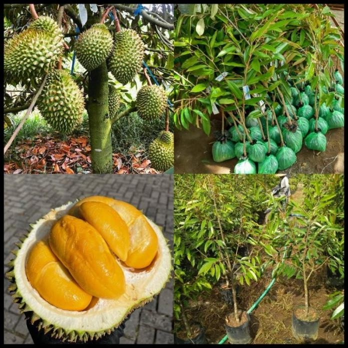 

Terlaris Bibit Durian Duri Hitam Tinggi 1 Meter Batang Besar Siap Berbuah
