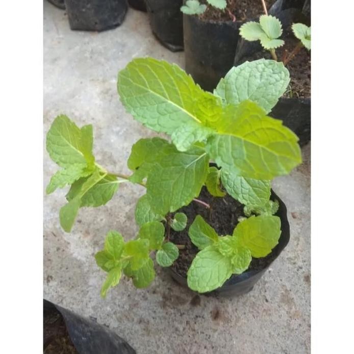 

Terlaris Bibit Daun Mint Berkualitas, Subur Dan Segar