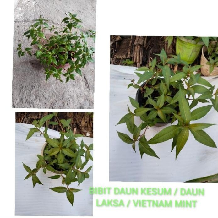 

Terlaris Bibit Daun Kesum / Daun Laksa / Vietnam Mint Segar