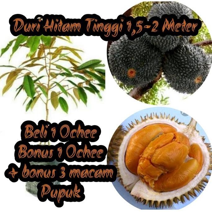 

Terlaris Bibit Durian Duri Hitam 3 Kaki Tinggi 1-1,5 Meter Okulasi Cepat Berbua