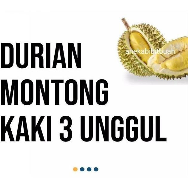

Terlaris Bibit Tanaman Durian Monthong Kaki 3 Super Unggul
