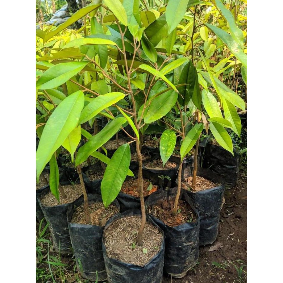 

Terlaris Bibit Tanaman Durian Musangking Okulasi Cepat Berbuah Tabulampot