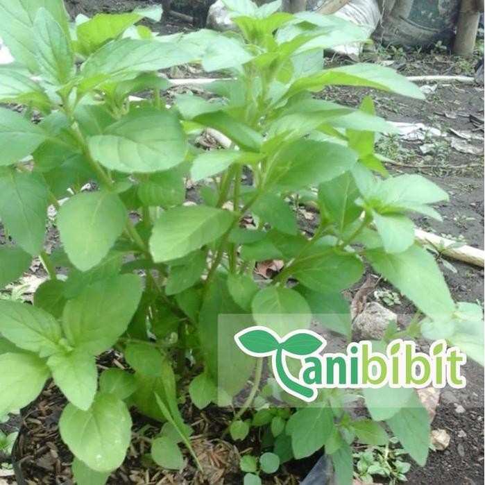 

Terlaris Bibit Tanaman Peppermint - Daun Mint Herbal