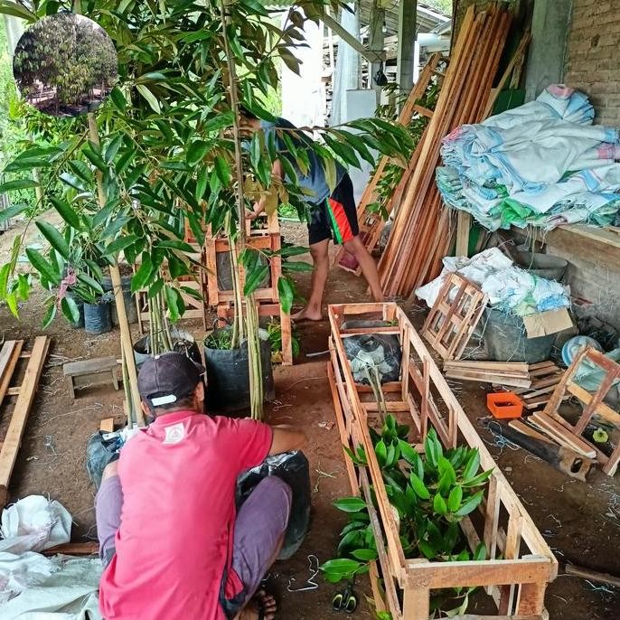 

Terlaris Bibit Durian Planterbag Musangking Free Packing Kayu
