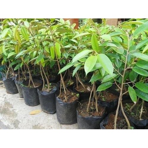 

Terlaris Bibit Durian Musangking Kaki 3