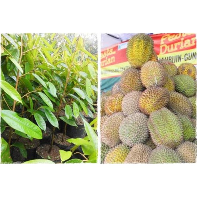 

Terlaris Bibit Durian Kumbokarno Super | Bibit Durian Kumbokarno Murah