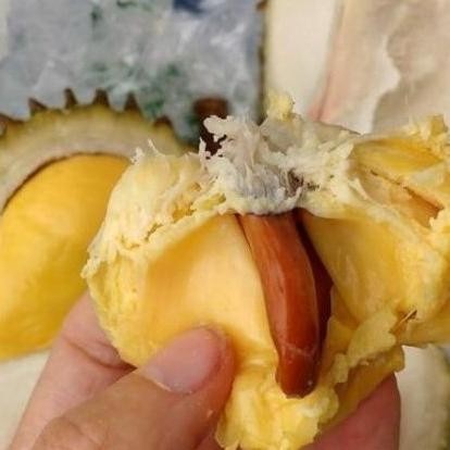 

Terlaris Bibit Durian Simimang Kaki 3 Tinggi 1 Meter - Bibit Durian Unggulan