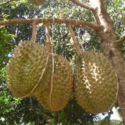 

Terlaris Bibit Buah Durian Petruk Okulasi
