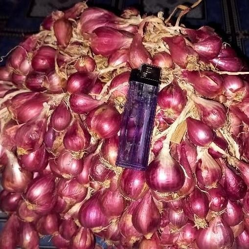 

Terlaris 1Kg Bibit Bawang Merah Brebes