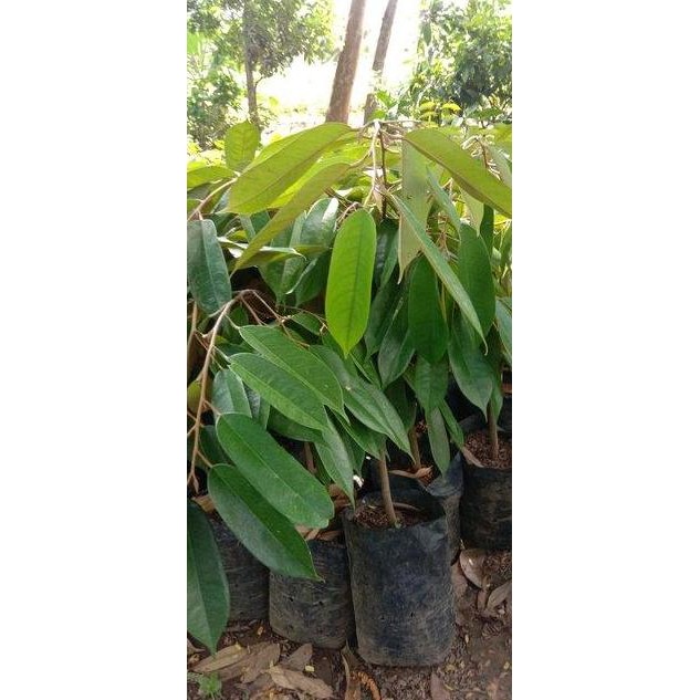 

Terlaris Bibit Durian Merah Kk 1