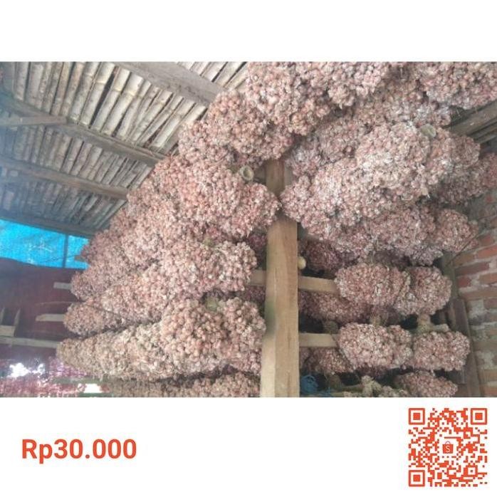 

Terlaris Benih Bibit Tanaman Bawang Merah Varietas Thailand Tajuk Umur 1 Minggu Original Petani Hasil Tarangan Sendiri