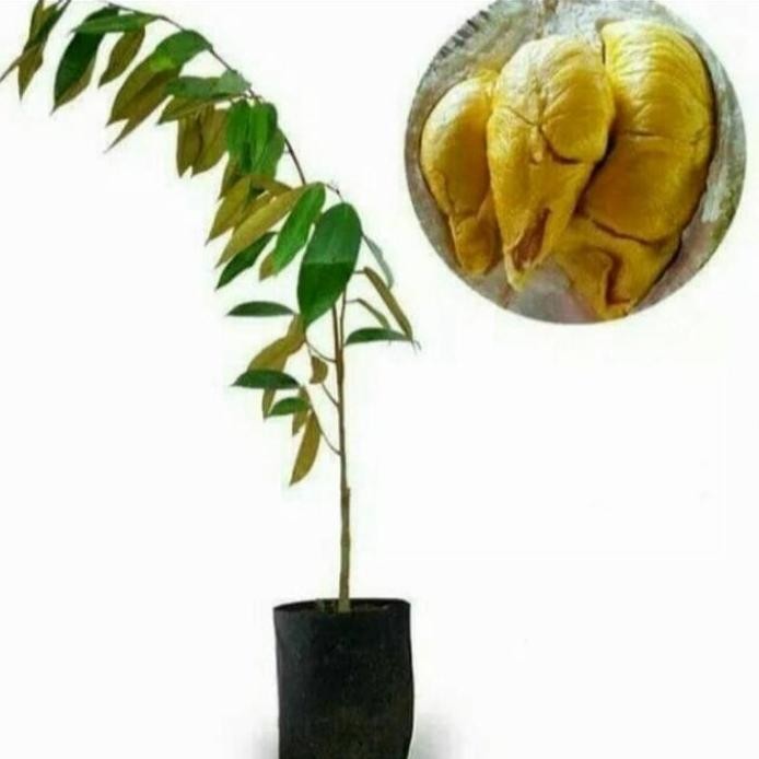 

Terlaris Pohon Buah Durian Montong Buah Emas Bibit