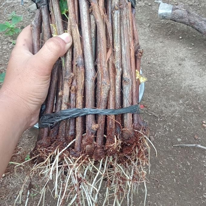 || BANANA / cutting anggur Alfonso berkalus/akar 1kg (benih) ||~~~