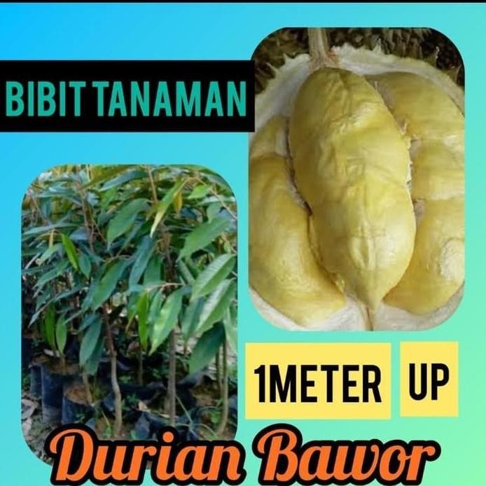 

Terlaris Bibit Durian Bawor 1 Meter