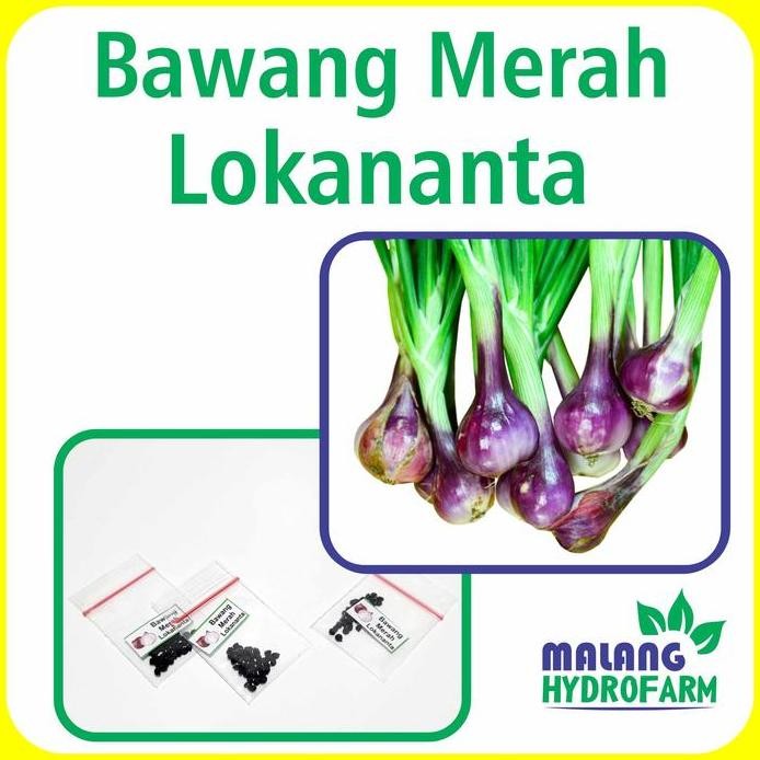 

Terlaris Benih Bawang Merah Lokananta Unggulan Berkualitas Biji Bibit Repack