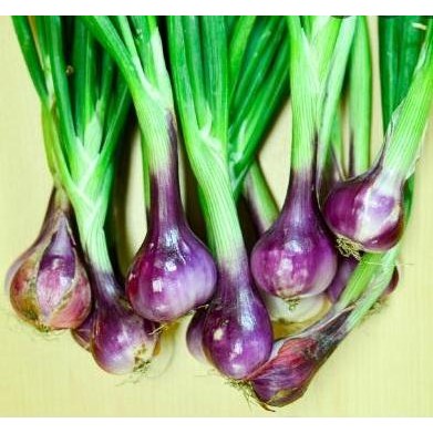 

Terlaris Benih Bibit Bawang Merah Lokananta Cap Panah Merah 500 Biji