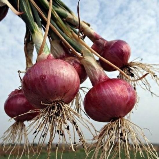 

Terlaris Bisa Bayar Di Tempat - Bawang Merah 35 Biji Bibit Seed Benih Bawang Merah Lokananta Cap Panah Merah -