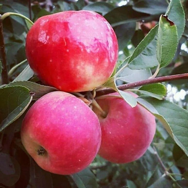 Bibit Tanaman Buah Apel Merah-Bibit Hasil Okulasi-Apel Merah-Bibit Apel Merah