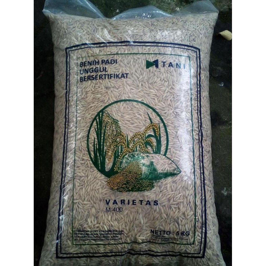 || BANANA / Benih Padi M400 ||~~~