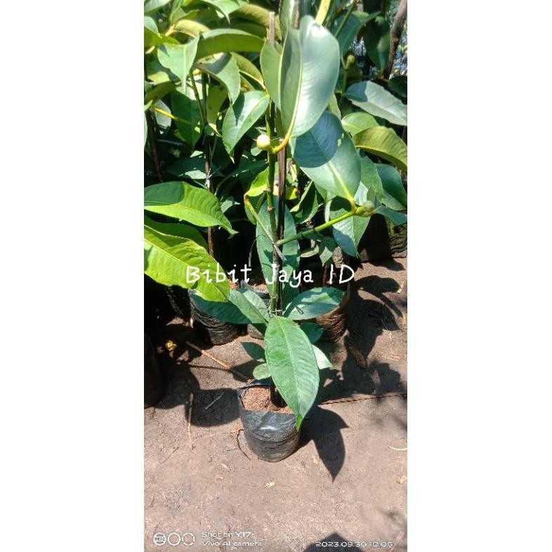 Bibit Buah Manggis Kondisi Sudah Berbuah&Berbunga - Hasil Okulasi