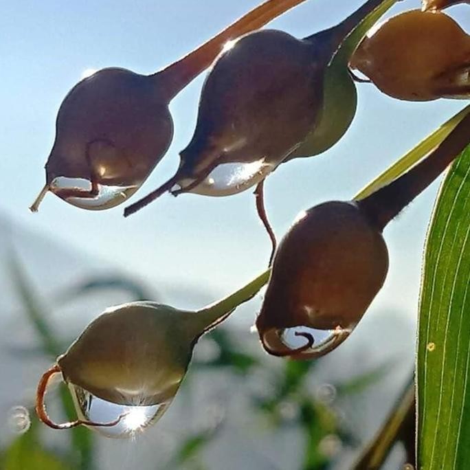 || BANANA / Benih Hanjeli/Jali-Jali ||~~~