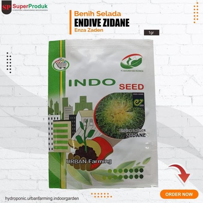 || BANANA / Benih Selada Endive Zidane Enza Zaden kemasan 1gr ||~~~