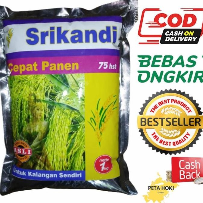 || BANANA / Benih Padi Srikandi bibit padi sri kandi asli ||~~~