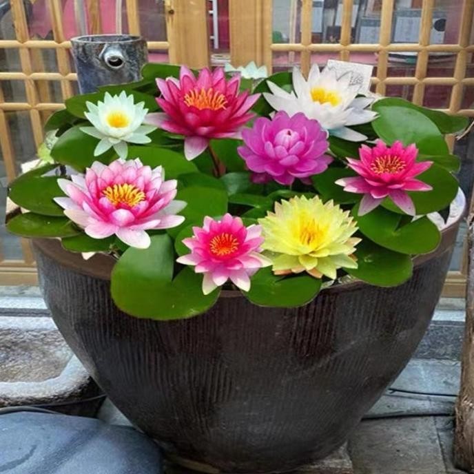 || BANANA / asli 100%COD10 BIJI Teratai mini lotus seeds-mix colors-biji tanaman aquascape-benih bun