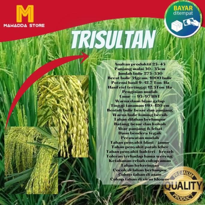 || BANANA / Bibit Padi Unggul TRI SULTAN Benih Trisultan 5kg ||~~~
