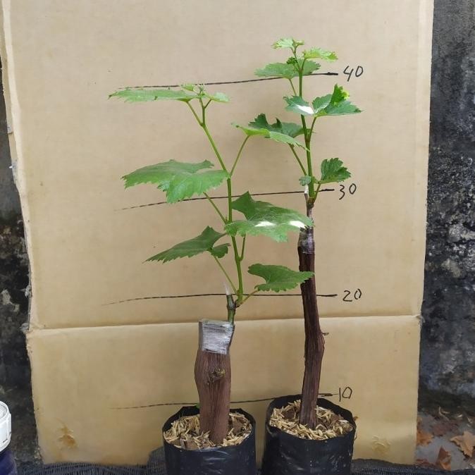 

PLING DICARI BIBIT TANAMAN BUAH ANGGUR JUPITER / ANGGUR IMPORT JUPITER FRESS