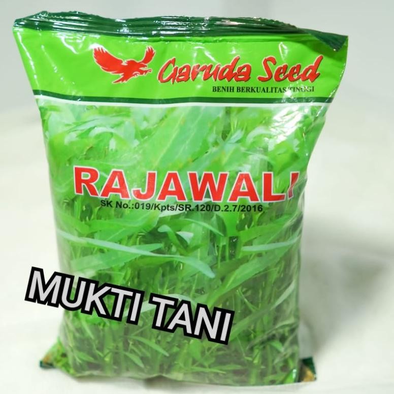 Benih kangkung Rajawali @1kg | bibit kangkung daun lebar rajawali 1 kg