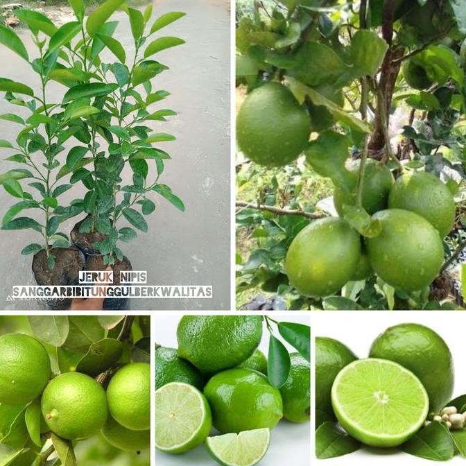 

bibit tanaman buah jeruk nipis/jeruk peras. FRESS