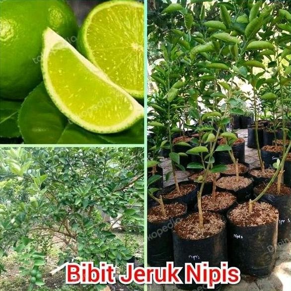 

Tanaman Bibit Buah Jeruk Nipis super jumbo FRESS