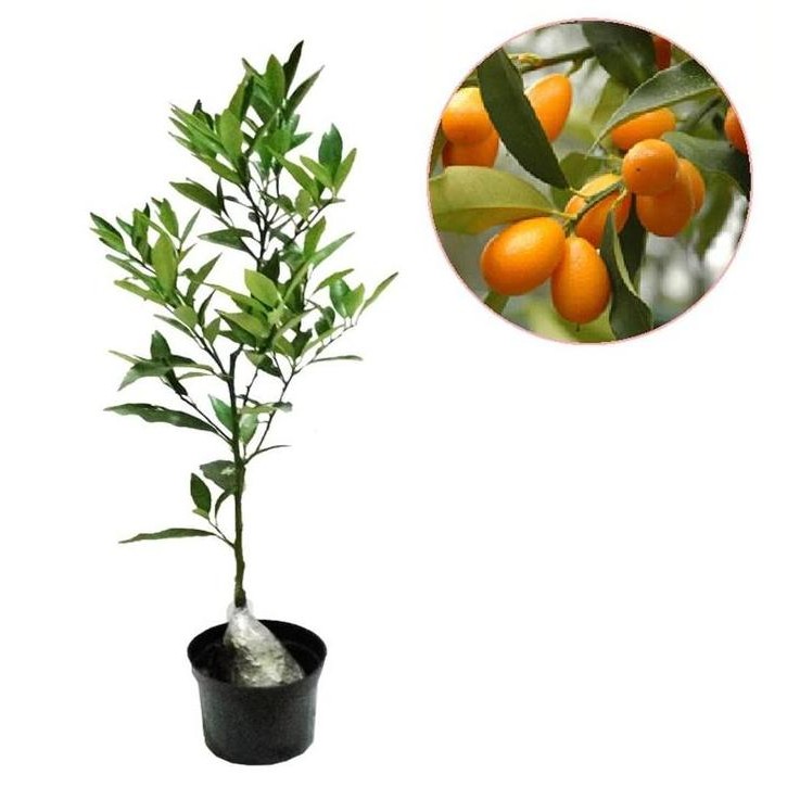 

BIBIT TANAMAN BUAH JERUK NAGAMI BERBUAH FRESS