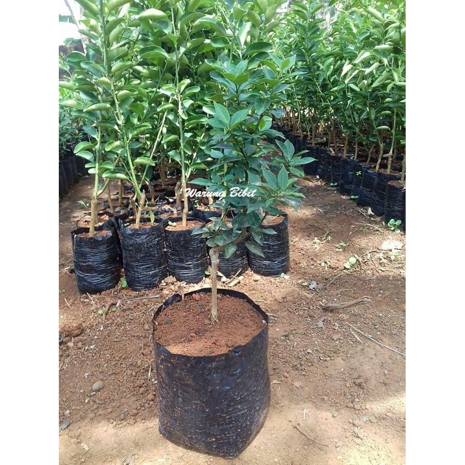 

Bibit Tanaman Buah Jeruk Swiss FRESS