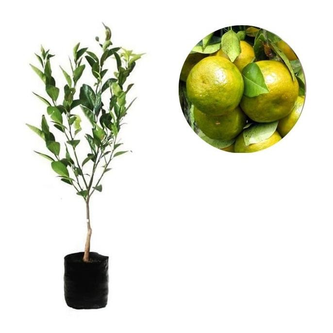 

Bibit Tanaman Buah Jeruk Pontianak 70 cm FRESS