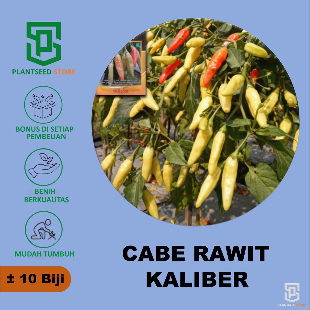 PlantSeed - 10 Benih Bibit Cabe Rawit Unggul KALIBER WIJITANI Cabai Viral