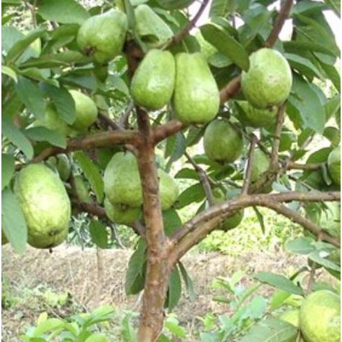 UNGGULAN Bibit Jambu Biji Chegua Cangkok